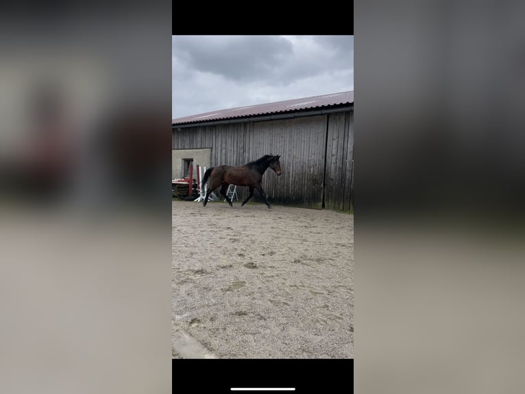 Oldenbourg Hongre 24 Ans 170 cm in Anif
