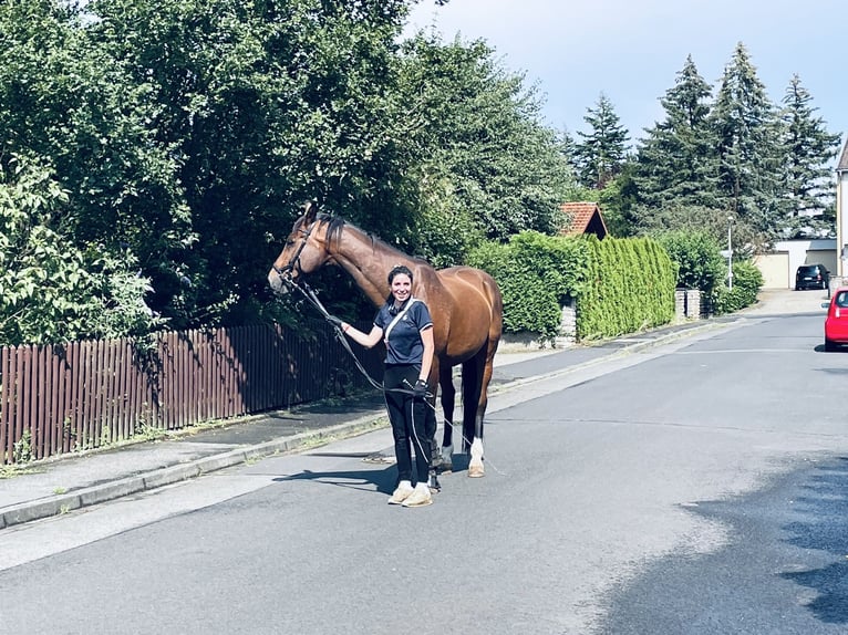 Oldenbourg Hongre 24 Ans 173 cm Bai in Würzburg