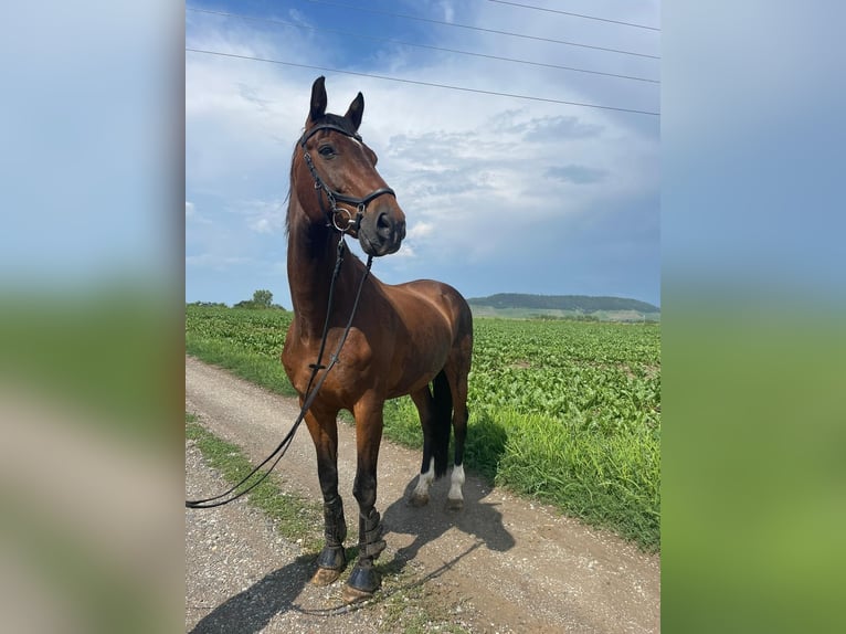 Oldenbourg Hongre 24 Ans 173 cm Bai in Würzburg