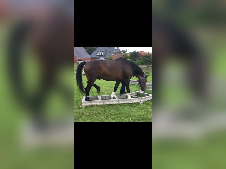 Oldenbourg Hongre 26 Ans 173 cm in Schwaförden