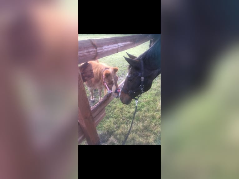 Oldenbourg Hongre 26 Ans 173 cm in Schwaförden