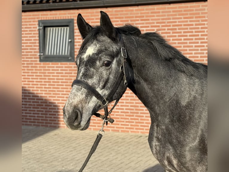 Oldenbourg Hongre 2 Ans 158 cm Gris in Zieuwent