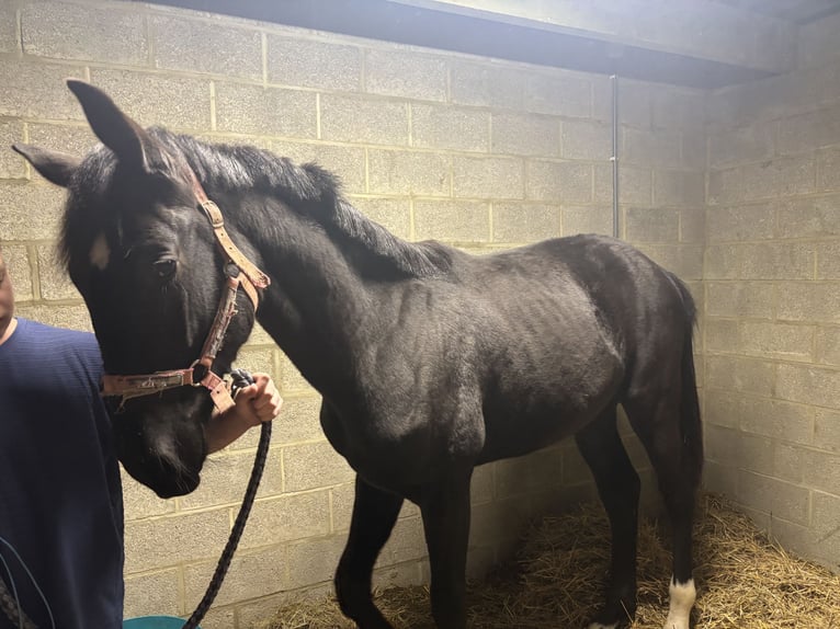 Oldenbourg Hongre 2 Ans 161 cm Bai brun foncé in Malonne