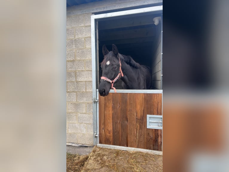 Oldenbourg Hongre 2 Ans 161 cm Bai brun foncé in Malonne