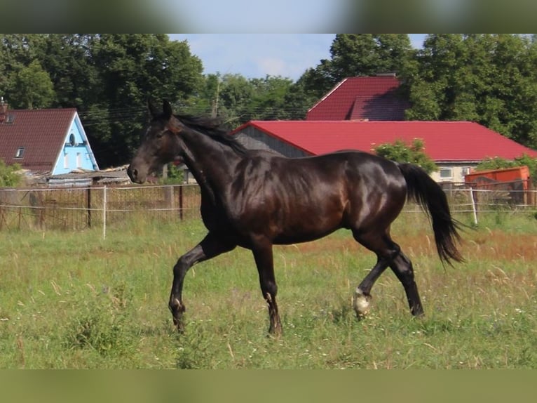 Oldenbourg Hongre 2 Ans 161 cm Noir in Miłogostowice