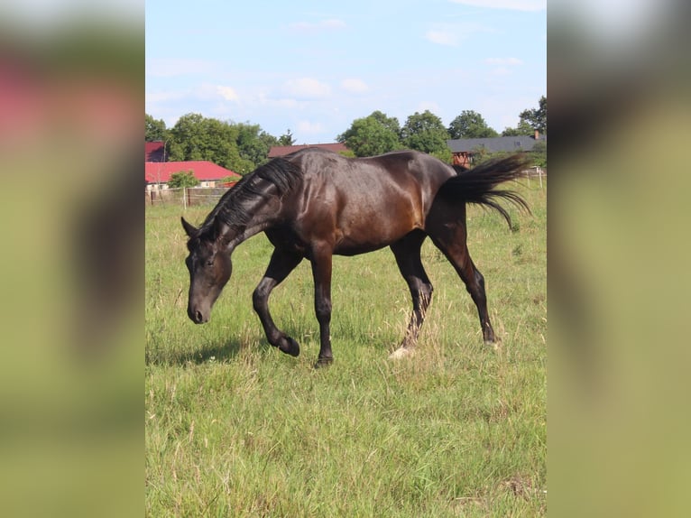 Oldenbourg Hongre 2 Ans 161 cm Noir in Miłogostowice