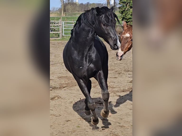 Oldenbourg Hongre 2 Ans 162 cm Noir in Engelschoff