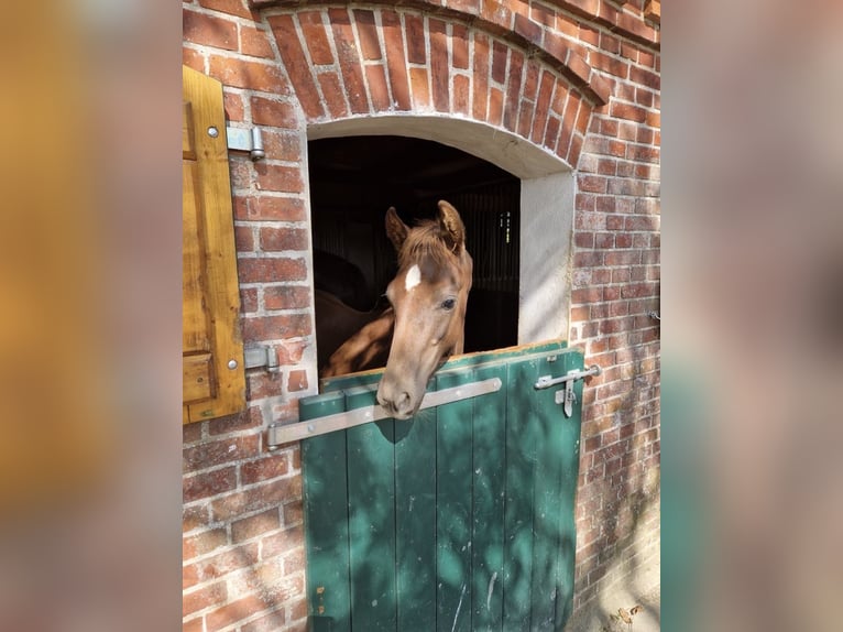 Oldenbourg Hongre 2 Ans 163 cm Alezan brûlé in Bösel
