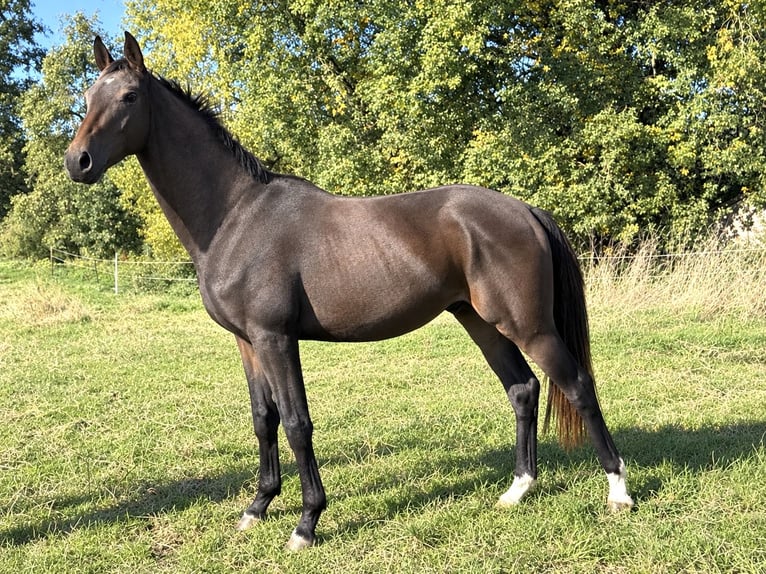 Oldenbourg Hongre 2 Ans 164 cm Bai brun in Laubach