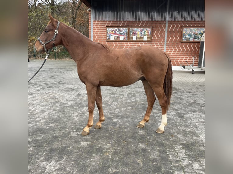 Oldenbourg Hongre 2 Ans 165 cm Alezan in Verl