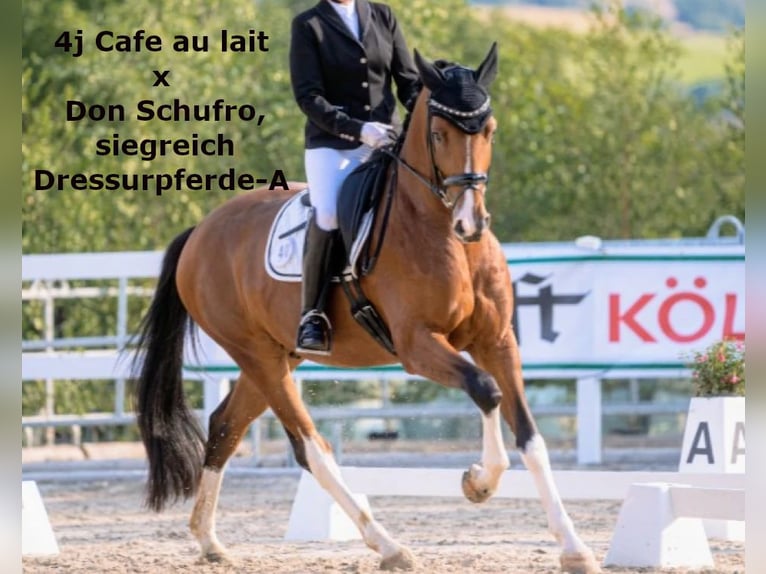 Oldenbourg Hongre 2 Ans 166 cm Bai in Bramsche