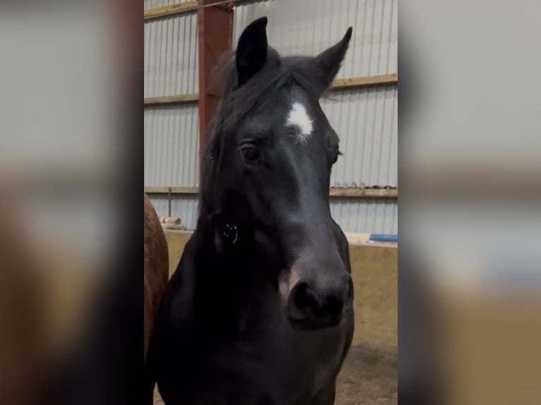 Oldenbourg Hongre 2 Ans 167 cm Bai brun in Breklum