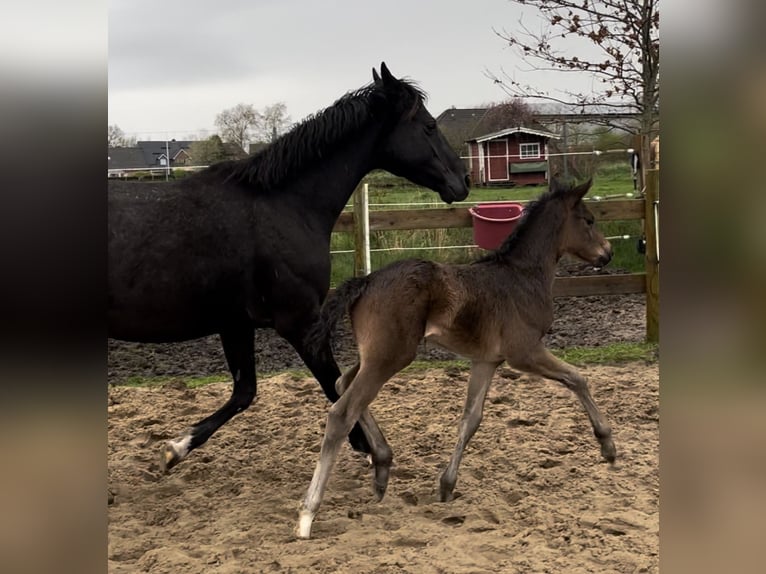 Oldenbourg Hongre 2 Ans 167 cm Bai brun in Breklum