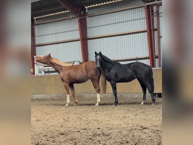 Oldenbourg Hongre 2 Ans 167 cm Bai brun in Breklum