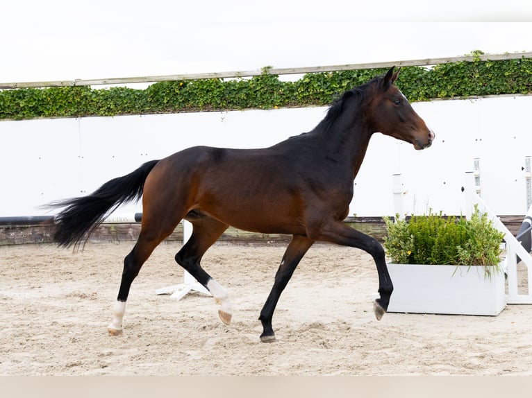 Oldenbourg Hongre 2 Ans 167 cm Bai in Waddinxveen Oldenbourg Hongre 2 Ans 167 cm Bai in Waddinxveen