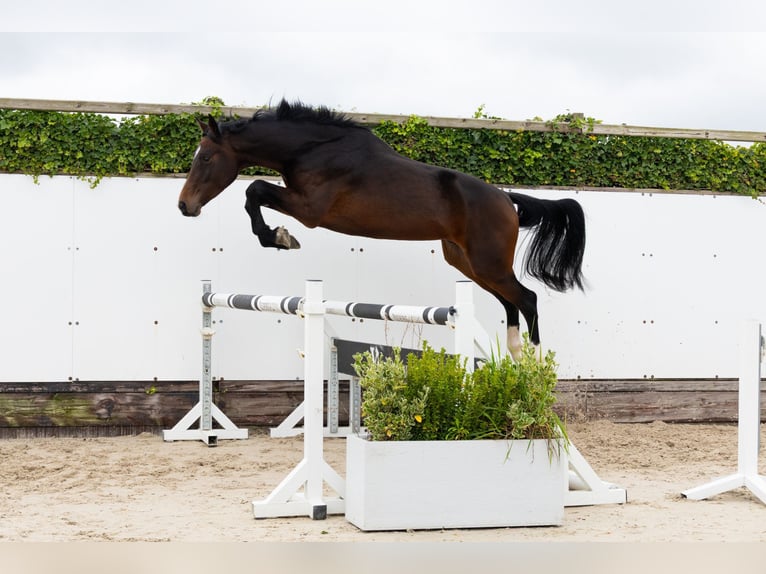 Oldenbourg Hongre 2 Ans 167 cm Bai in Waddinxveen Oldenbourg Hongre 2 Ans 167 cm Bai in Waddinxveen