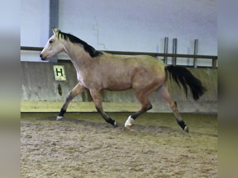 Oldenbourg Hongre 2 Ans 167 cm Buckskin in Bad Füssing