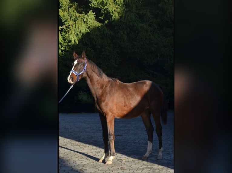 Oldenbourg Hongre 2 Ans 168 cm Bai cerise in Jordanów