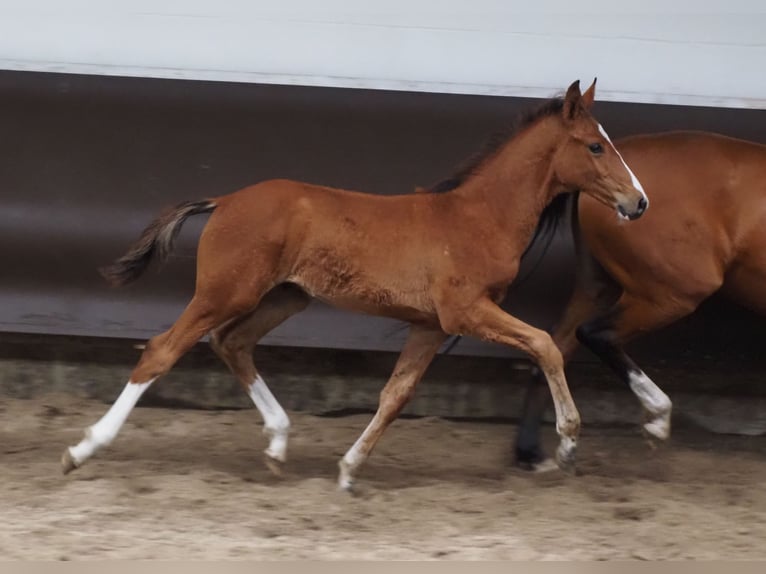 Oldenbourg Hongre 2 Ans 168 cm Bai in Bramsche