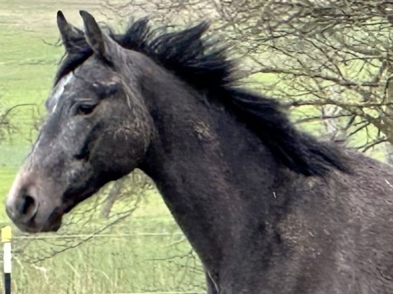 Oldenbourg Hongre 2 Ans 168 cm Gris in Emmerthal