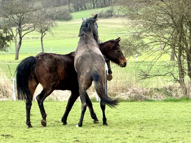 Oldenbourg Hongre 2 Ans 168 cm Gris in Emmerthal