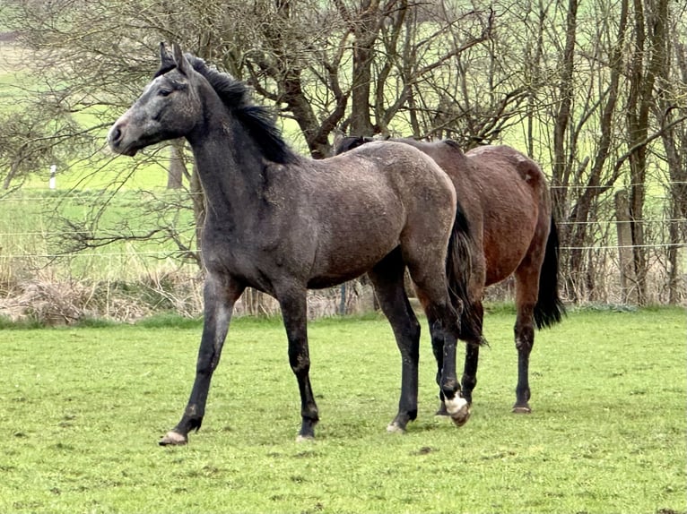 Oldenbourg Hongre 2 Ans 168 cm Gris in Emmerthal