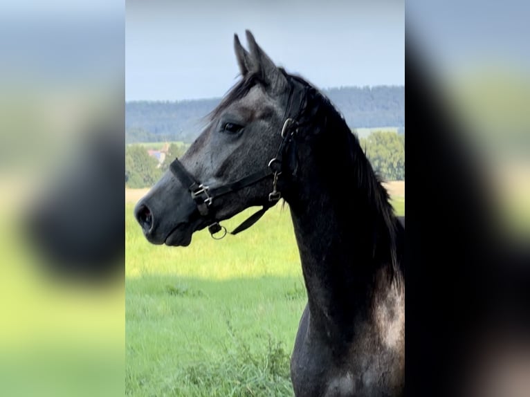 Oldenbourg Hongre 2 Ans 168 cm Gris in Emmerthal