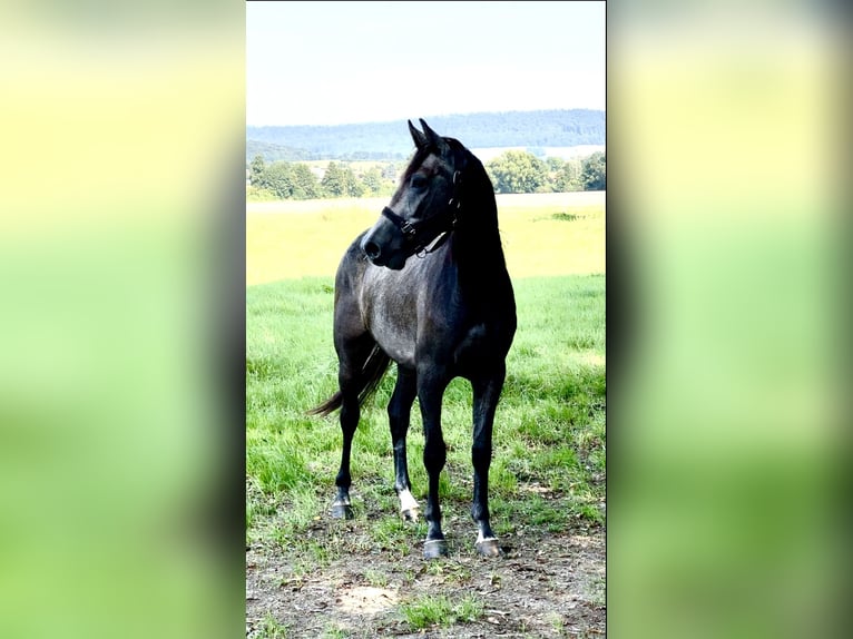 Oldenbourg Hongre 2 Ans 168 cm Gris in Emmerthal