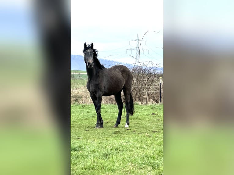 Oldenbourg Hongre 2 Ans 168 cm Gris in Emmerthal