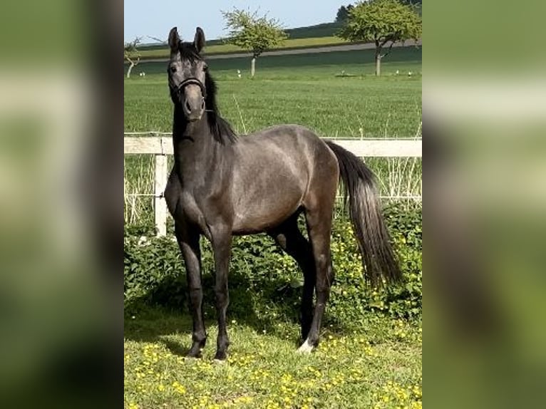 Oldenbourg Hongre 2 Ans 168 cm Gris in Emmerthal