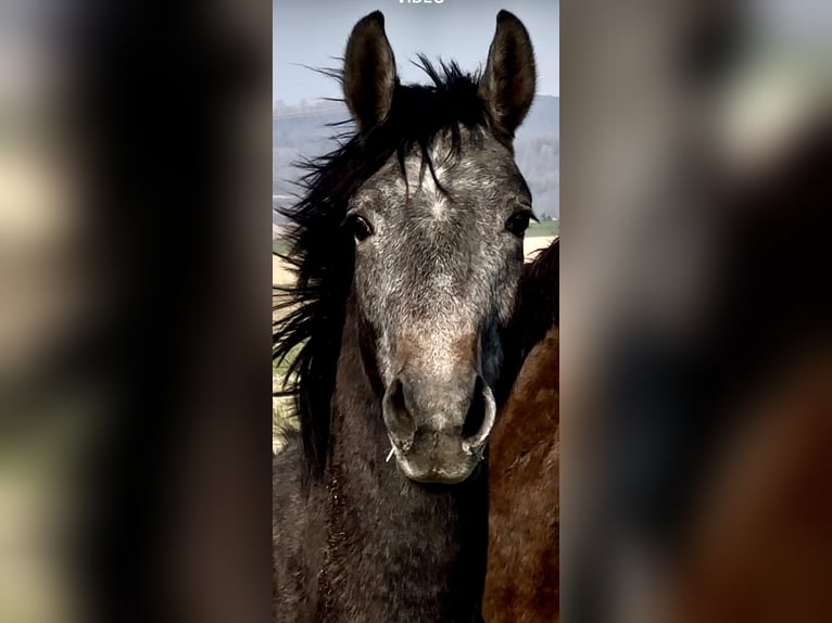 Oldenbourg Hongre 2 Ans 168 cm Gris in Emmerthal