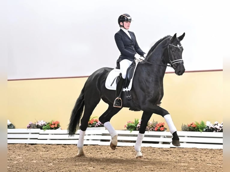 Oldenbourg Hongre 2 Ans 168 cm Noir in Bramsche