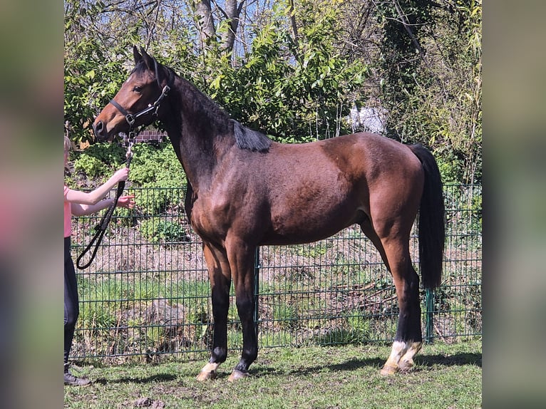 Oldenbourg Hongre 2 Ans 169 cm Bai brun in Drentwede