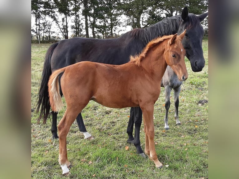 Oldenbourg Hongre 2 Ans 170 cm Alezan in Bargstedt