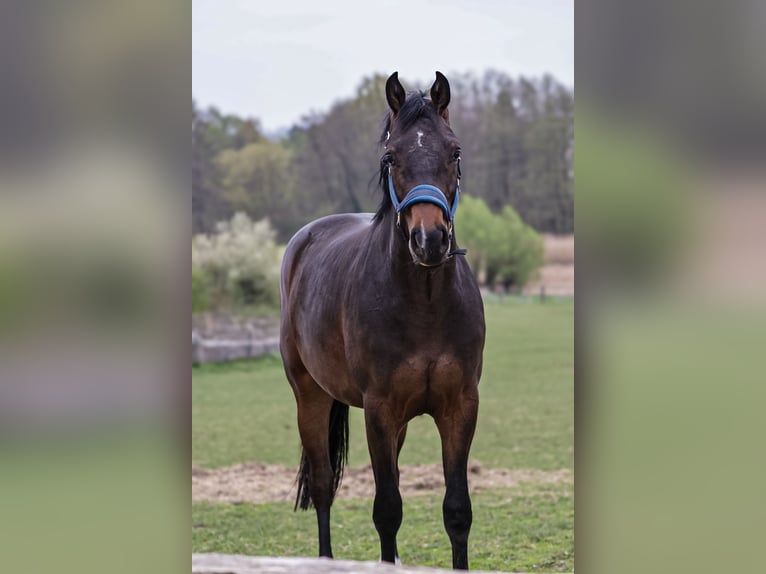 Oldenbourg Hongre 2 Ans 170 cm Bai brun foncé in Glaubitz