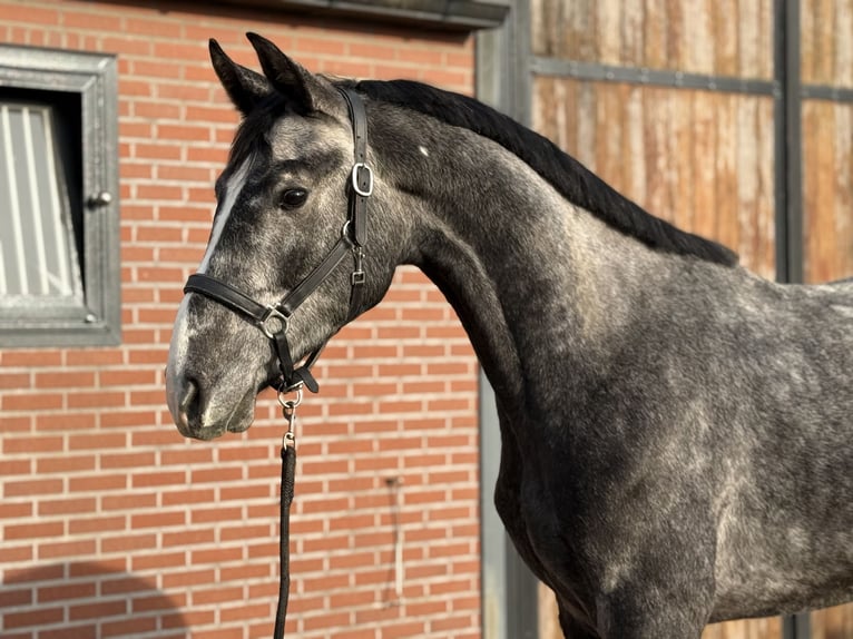 Oldenbourg Hongre 2 Ans 170 cm Gris in Zieuwent