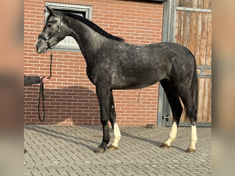 Oldenbourg Hongre 2 Ans 170 cm Gris in Zieuwent