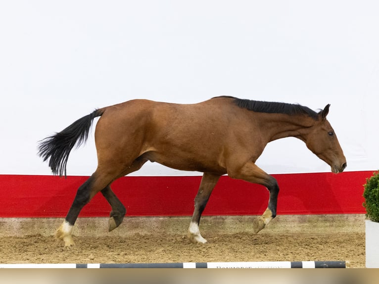Oldenbourg Hongre 2 Ans 171 cm Bai in Waddinxveen