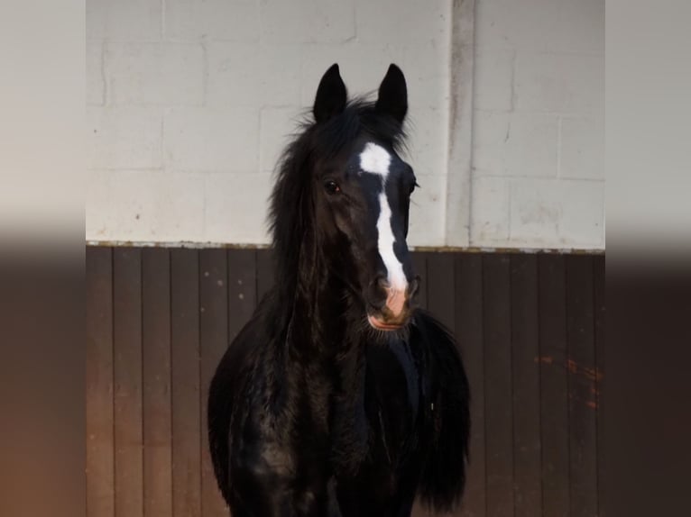 Oldenbourg Hongre 2 Ans 173 cm Noir in Bramsche