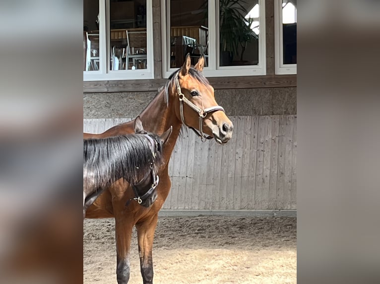 Oldenbourg Hongre 2 Ans Bai in Ibbenb&#xFC;ren