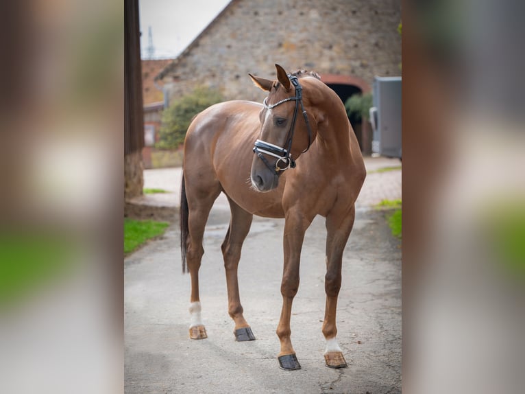 Oldenbourg Hongre 3 Ans 160 cm Alezan brûlé in Bramsche