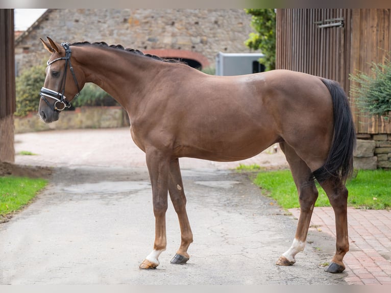 Oldenbourg Hongre 3 Ans 160 cm Alezan brûlé in Bramsche