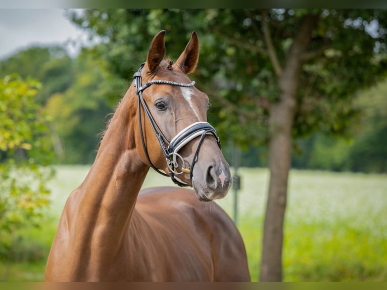 Oldenbourg Hongre 3 Ans 160 cm Alezan brûlé in Bramsche