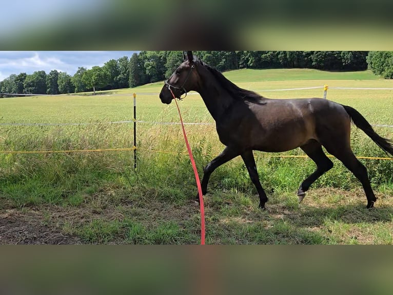 Oldenbourg Hongre 3 Ans 160 cm Bai brun in Schieder-Schwalenberg
