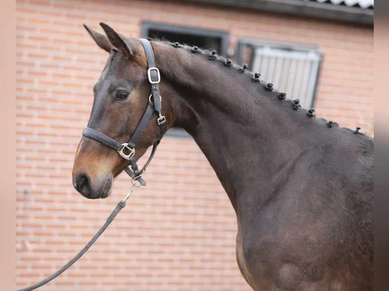 Oldenbourg Hongre 3 Ans 160 cm Bai brun in Zieuwent