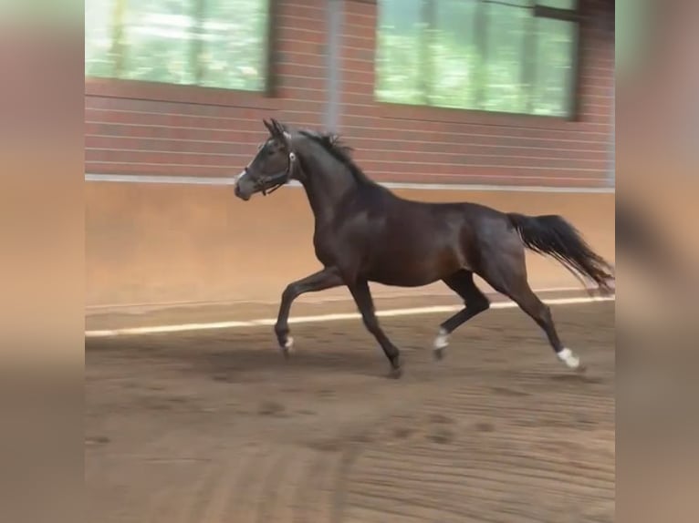Oldenbourg Hongre 3 Ans 160 cm Noir in Molbergen
