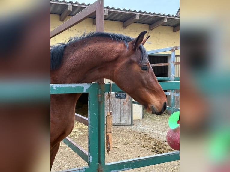 Oldenbourg Hongre 3 Ans 162 cm Bai in Ebenfurth