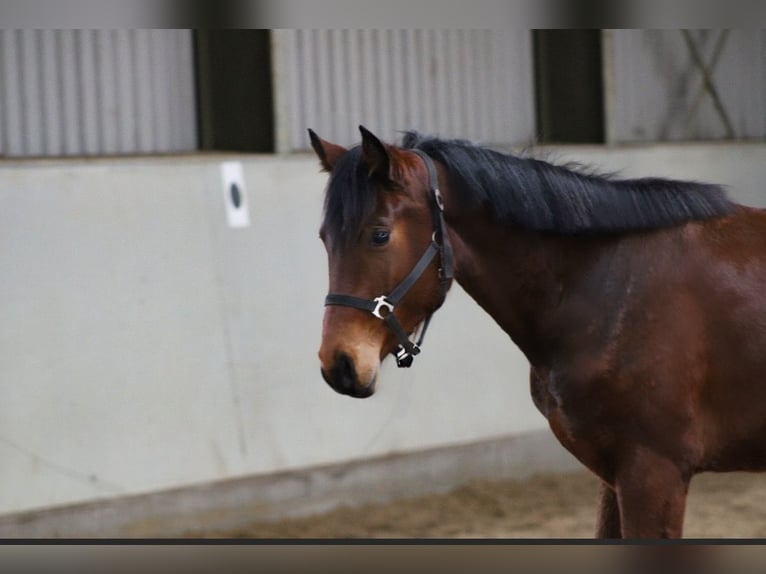 Oldenbourg Hongre 3 Ans 162 cm Bai in Weiterstadt