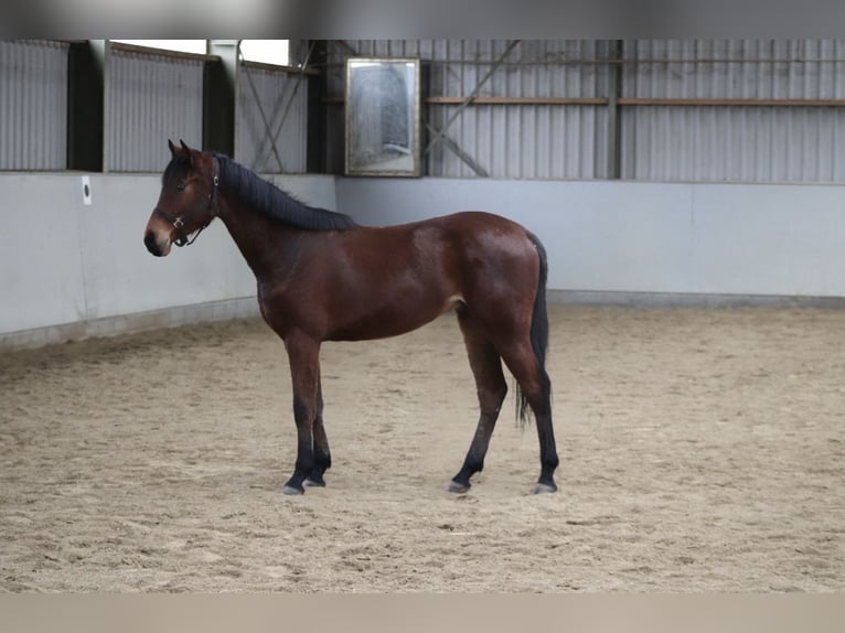 Oldenbourg Hongre 3 Ans 162 cm Bai in Weiterstadt