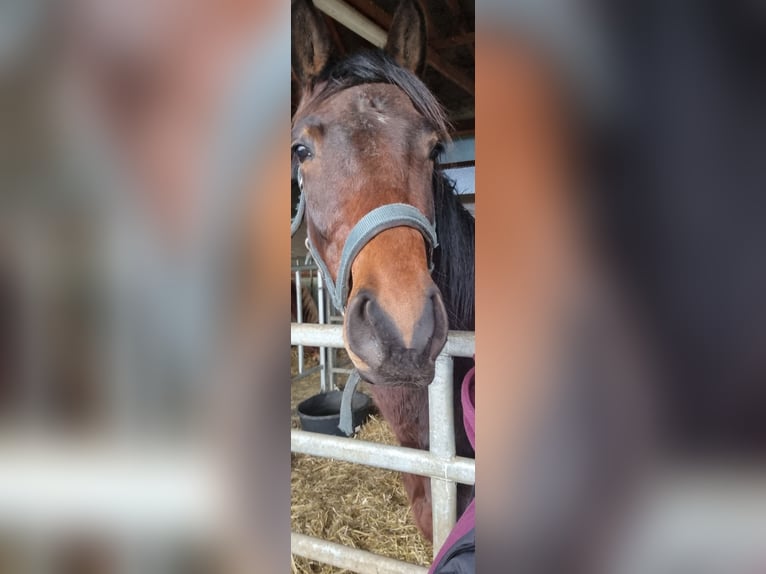 Oldenbourg Hongre 3 Ans 163 cm Bai in Müncheberg